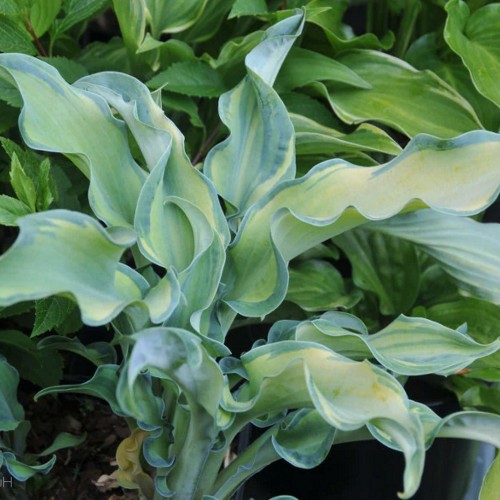 Hosta 'Gravity Rocks' - Hosta 'Gravity Rocks'